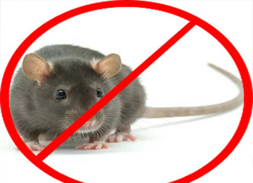 rat control